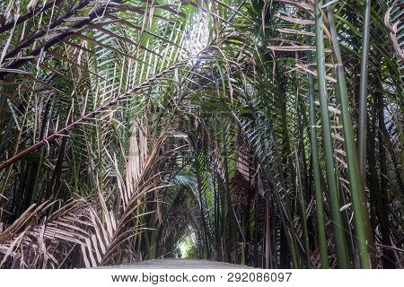 Palm Trees In Tropical Gardens Bang Krachao Sub-district Suitable For Making Background Images
