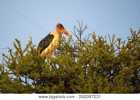 A Big Bird Of Prey Sits On A Branch