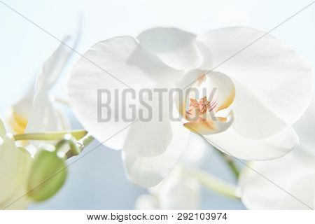 White Orchids On Sun Light, The Green Bud, A New Flower, A Butterfly, Macro, Phalaenopsis, Doritis,