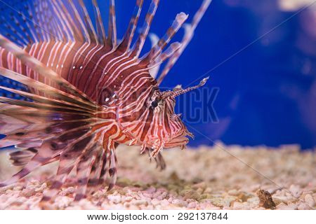 Lionfish-zebra, Or Zebra Fish, Or Striped Lionfish Lat. Pterois Volitans Is A Fish