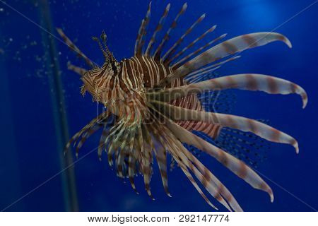 Lionfish-zebra, Or Zebra Fish, Or Striped Lionfish Lat. Pterois Volitans Is A Fish