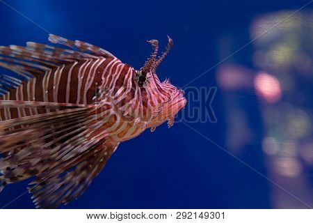 Lionfish-zebra, Or Zebra Fish, Or Striped Lionfish Lat. Pterois Volitans Is A Fish