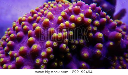 Underwater Macro Shot On Yellow Polyps From Purple Turbinaria Coral