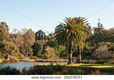 City Gardens During Afternoon Sunset. Landscape Of Picnic Point, Royal Botanic Gardens Melbourne.