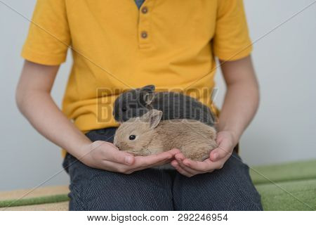 Two Bunny Babies In The Hands Of The Boy.