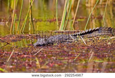 Crocodiles (lat. Crocodilia) Are Large Aquatic Reptiles That Live Throughout The Tropics In Africa, 