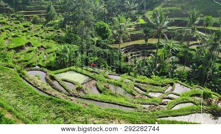 Tegalalang Rice Terraces In Ubud, Bali. Tegalalang Rice Terrace Is One Of The Famous Tourist Objects