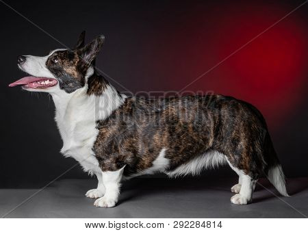Beautiful Corgi Dog Standing, Side View, Dark Background