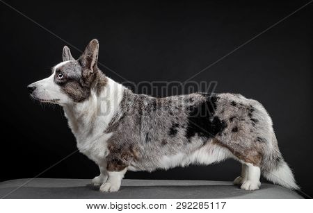 Beautiful Corgi Dog Standing, Side View, Dark Background