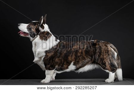Beautiful Corgi Dog Standing, Side View, Dark Background
