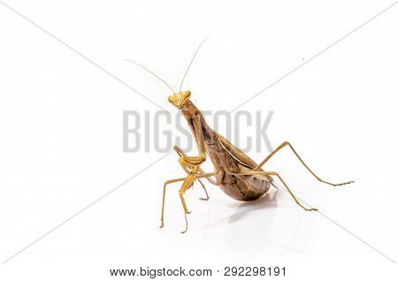Wandering Violin Mantis, Gongylus Gongylodes, In Front Of White Background