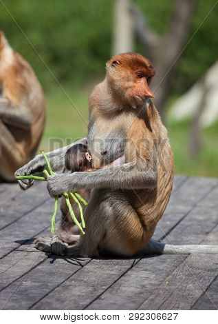 Proboscis Monkeys, Nasalis Larvatus, Baby And Mother Sitting On The Platform And The Enjoying The Fo