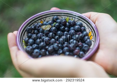 Ripe Forest Blueberries (bilberry, Whortleberry, Blaeberry, Huckleberry) In A Patterned Bowl In The