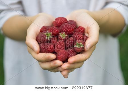 A Handful Of Ripe Red Forest Raspberries In The Hands Of A Young Woman Or Girl