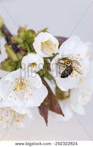 Bee Collecting Pollen From A Cherry Tree In Bloom.
