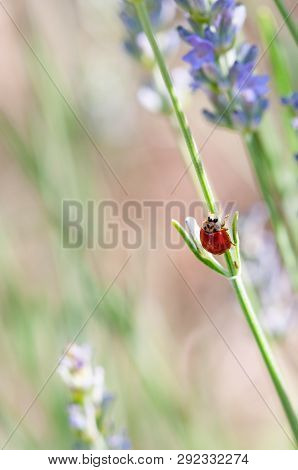 Ladybug On Lavender Angustifolia, Lavandula Blossom In Herb Garden In Evning Sunlight, Sunset