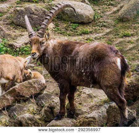 Portrait Of A Horned Male Alpine Ibex Standing On Some Rocks, Animal From The European Alps