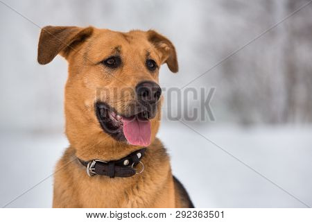 Cute Mixed Breed Dog Outside. Mongrel In The Snow