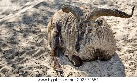 West Caucasian Tur (capra Caucasica) Is A Mountain-dwelling Goat-antelope Found Only In The Western 
