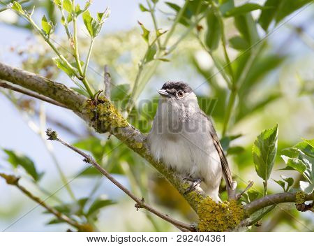 Close Up Of Eurasian Blackcap (sylvia Atricapilla) Perched On A Tree Branch, Uk.