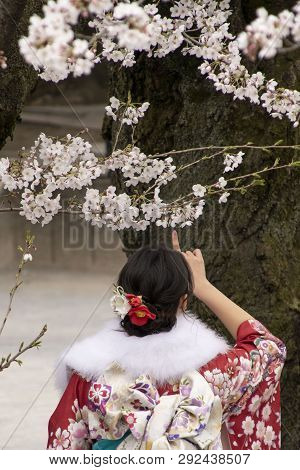 A Woman Wearing Traditional Japanese Kimono Looks At The Beautiful Cherry Blossoms In Chidorigafuchi
