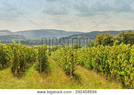 Grape Plants Rows Of Vineyard With Cloudy Sky, Landscape In Bourgogne, France