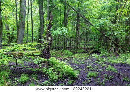 Moss Wrapped Stump And Fern In Spring