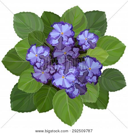 Potted African Violet, Saintpaulia, On White Background. Top View Vector