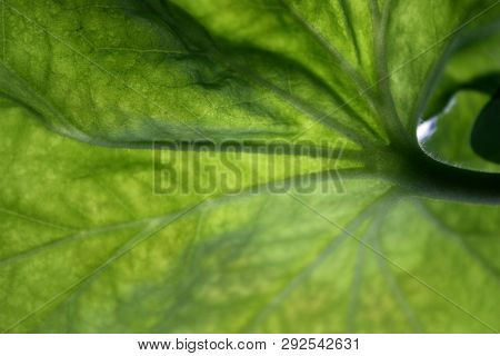 Texture Of A Green Leaf As Background