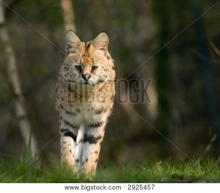 Serval สวยงาม