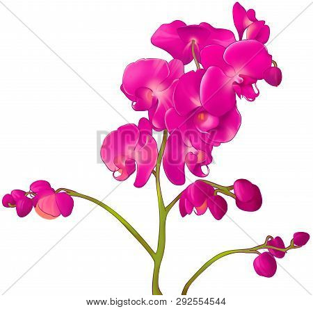 Branch Of A Blooming Pink Orchid On A Transparent Background