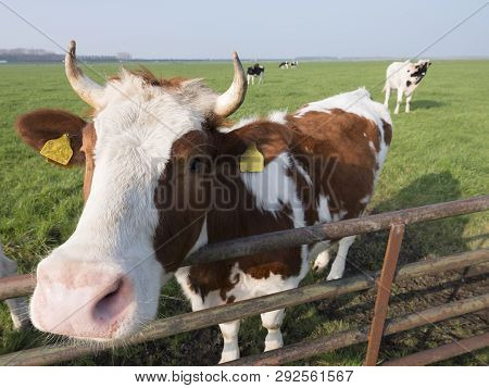 Red And White Cows In Green Meadow Under Blue Sky In The Netherlands Near Amersfoor And Huizen