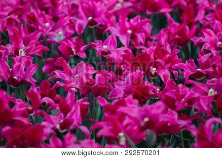 Filtered Imege Of Amazing Purple Tulip Flowers In A Garden