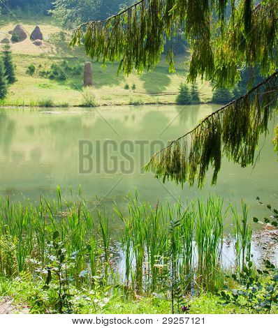 Jezero v lese v létě
