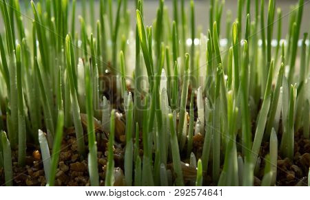 Young Growing Sprouts Of Cat Grass, Dactylis Glomerata, Close Up