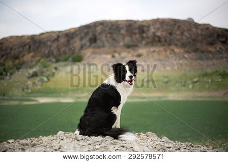 Beautiful Black And White Dog Border Collie Stay On A Rock In Field And Look In Camera. In The Backg