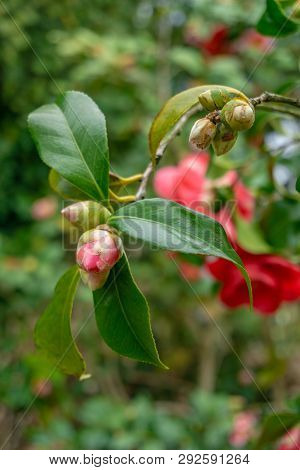 Rote Kamelie (camellia Japonica) Im März 7 - 31.3.2019.