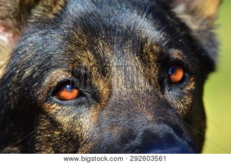 German Shepard Dog While Playing In The Garden.