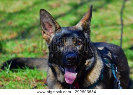 German Shepard Dog While Playing In The Garden.