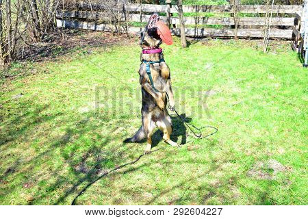 German Shepard Dog While Playing In The Garden.