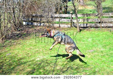 German Shepard Dog While Playing In The Garden.