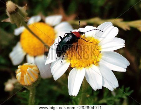 Heliotaurus Ruficollis On A White And Yellow Flower