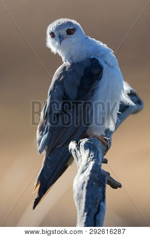 Lone Black Shouldered Kite Sitting On A Dry Tree Stump Hunting For Food