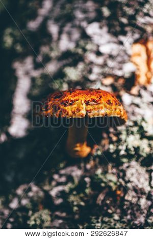 Pholiota Aurivella Mushroom On A Birch Tree In The Autumn Forest