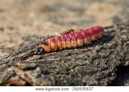 Larva Of A Goat Moth (cossus Cossus) On The Bark Of A Tree