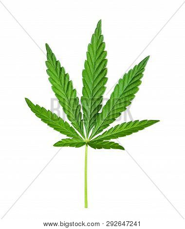 Cannabis Leaf Isolated On White. Hemp Leaf Close Up. Marijuana Drugs Is Produced From Cannabis Leaf.