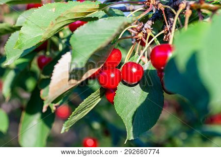 Ripe Cherry Fruit Brightly Red Color On The Branches Of Ashinskaya Prunus Subg. Cerasus. Barbados Ch