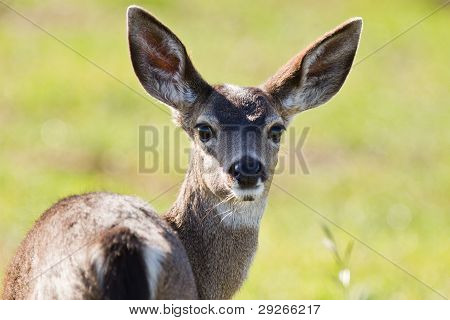 Musta - tailed hirvi.