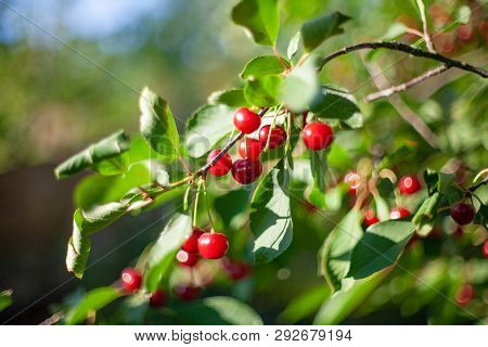Ripe Cherry Fruit Brightly Red Color On The Branches Of Ashinskaya Prunus Subg. Cerasus. Barbados Ch