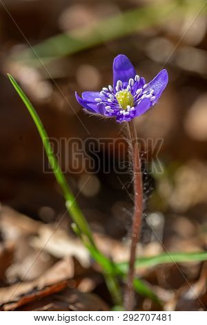 Early Spring Blooms Hepatica Transsilvanica Flowers. Closeup Photo With Selective Focus